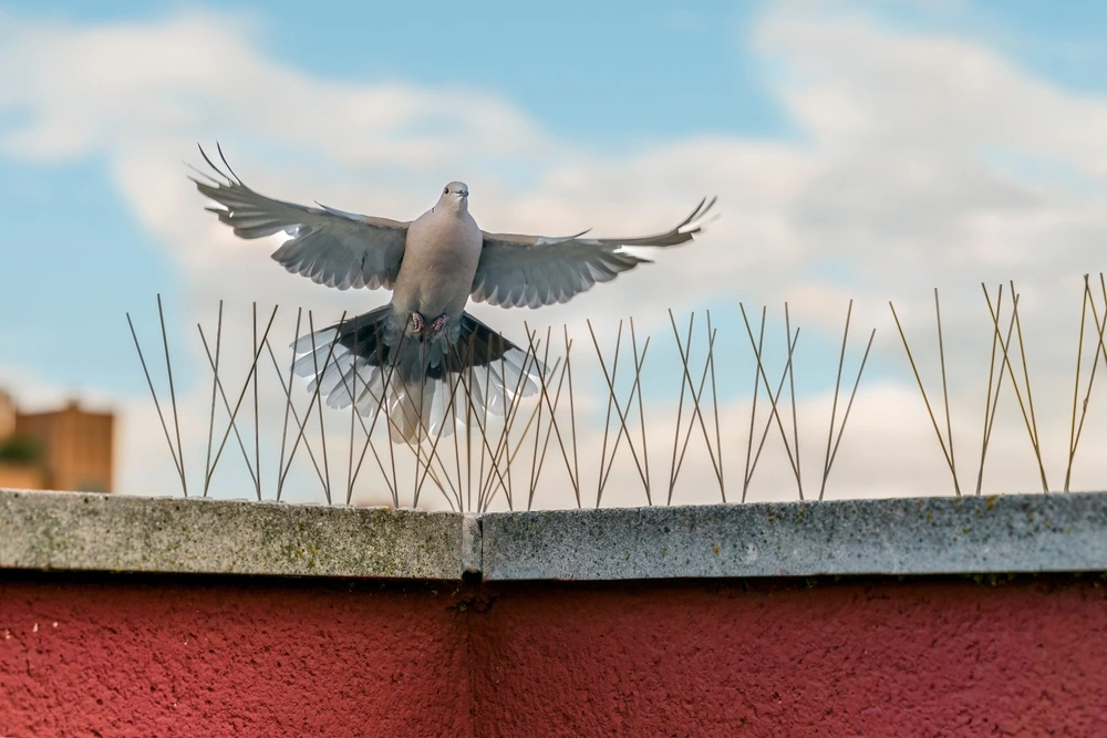 bird spikes